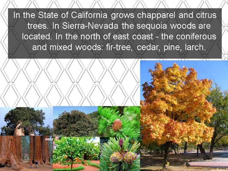 In the State of California grows chapparel and citrus trees. In Sierra-Nevada the sequoia